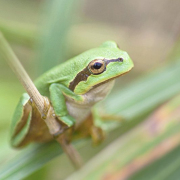 Batraciens et autres