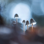Champignons