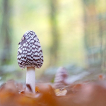 Coprinus picaceus