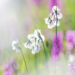 Eriophorum angustifolium