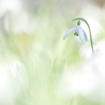 Galanthus nivalis