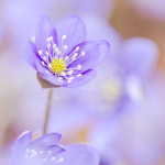 Hepatica nobilis