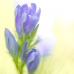 Gentiana pneumonanthe