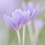 Colchicum autumnale