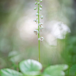 Pyrola rotondifolia