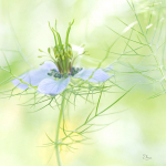Nigella damascena