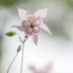 Aquilegia vulgaris