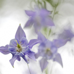 Aquilegia vulgaris