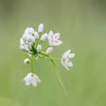 Allium neapolitanum