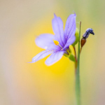 Sisyrinchium montanum