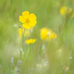 Ranunculus gramineus