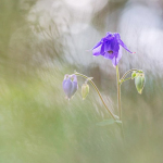 Aquilegia sp.
