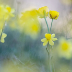 Narcissus assoanus