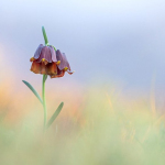 Fritillaria pyrenaica