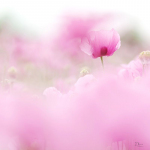Papaver somniferum