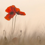 Papaver rhoeas