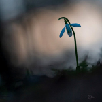 Galanthus nivalis