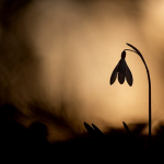 Galanthus nivalis