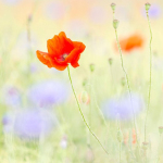 Papaver rhoeas