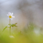Anemone nemorosa