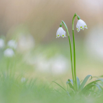 Leucojum vernum