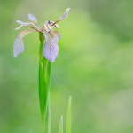 Iris foetidissima