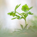 Helleborus viridis