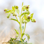 Helleborus foetidus