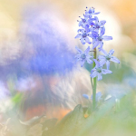 Scilla bifolia