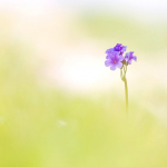 Primula latifolia
