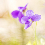 Viola sp.