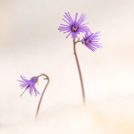 Soldanella alpina