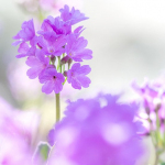 Primula latifolia