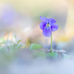 Viola sp.