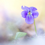 Viola sp.
