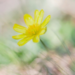 Ficaria verna