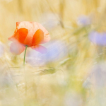 Papaver rhoeas