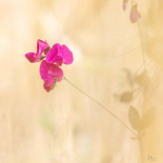 Lathyrus tuberosus