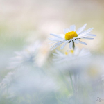 Bellis perennis