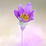 Pulsatilla vulgaris