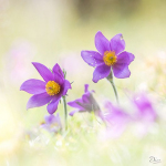 Pulsatilla vulgaris