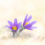 Pulsatilla vulgaris
