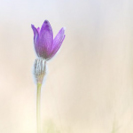 Pulsatilla vulgaris