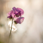 Lathyrus latifolia