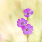 Dianthus inodorus