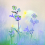 Glechoma hederacea