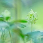 Adoxa moschatellina