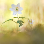 Anemone nemorosa