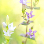 Gentianella germanica