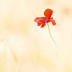 Papaver rhoeas